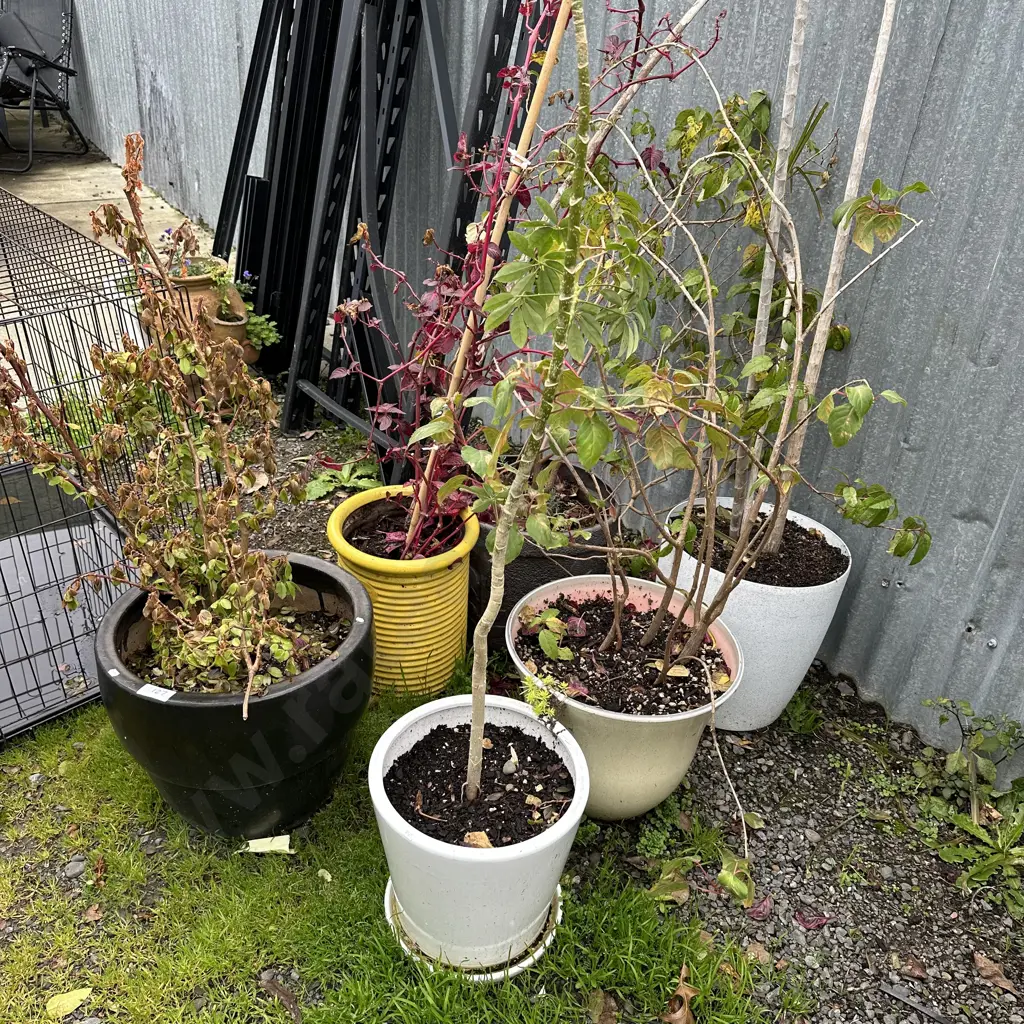 6 plants and planters Image 1++