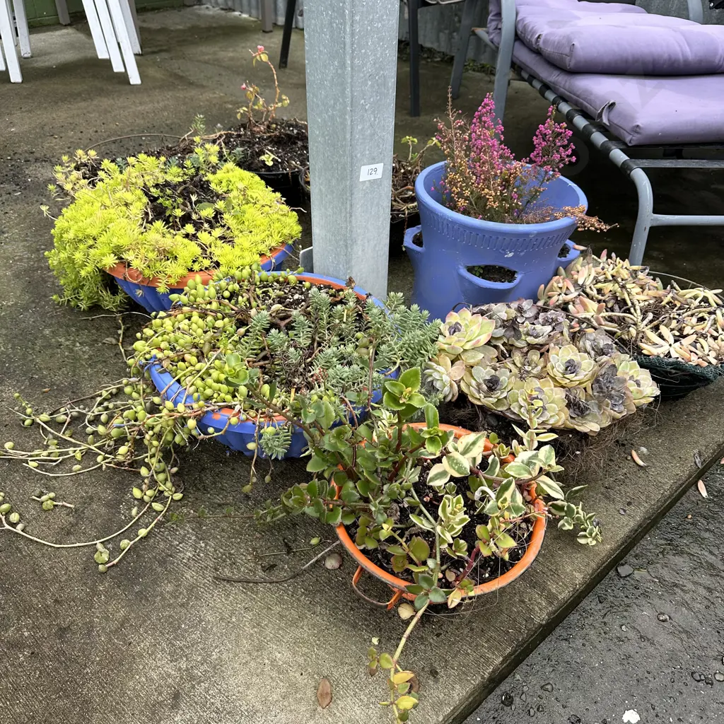 Pots and hanging baskets Image 1++