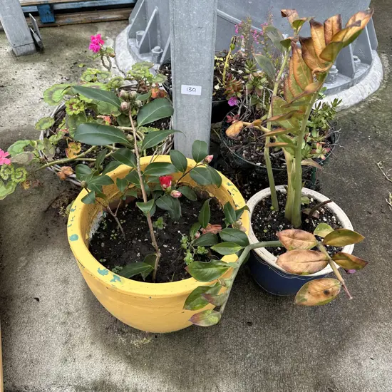 Pots and hanging baskets