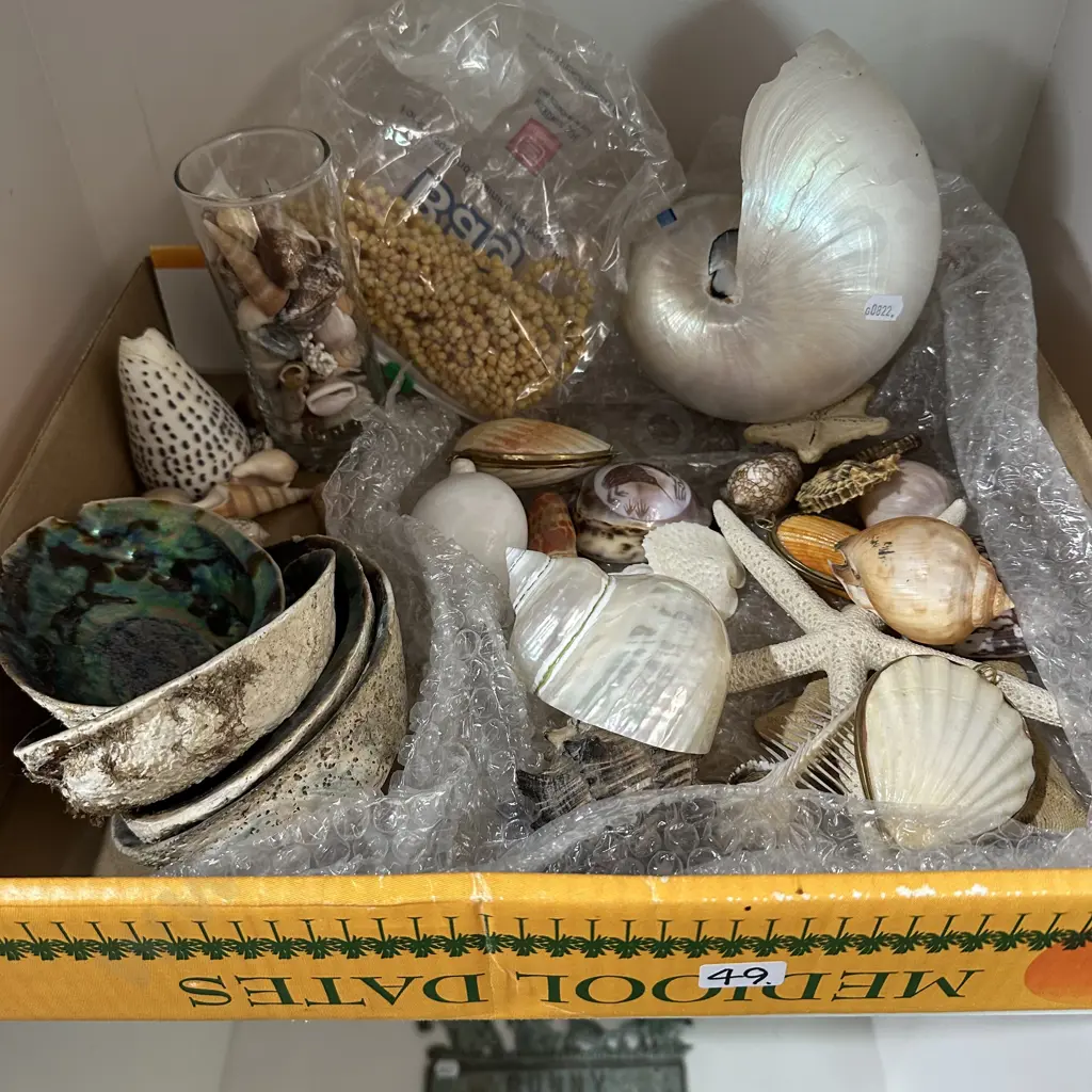 Shell collection Image 1++