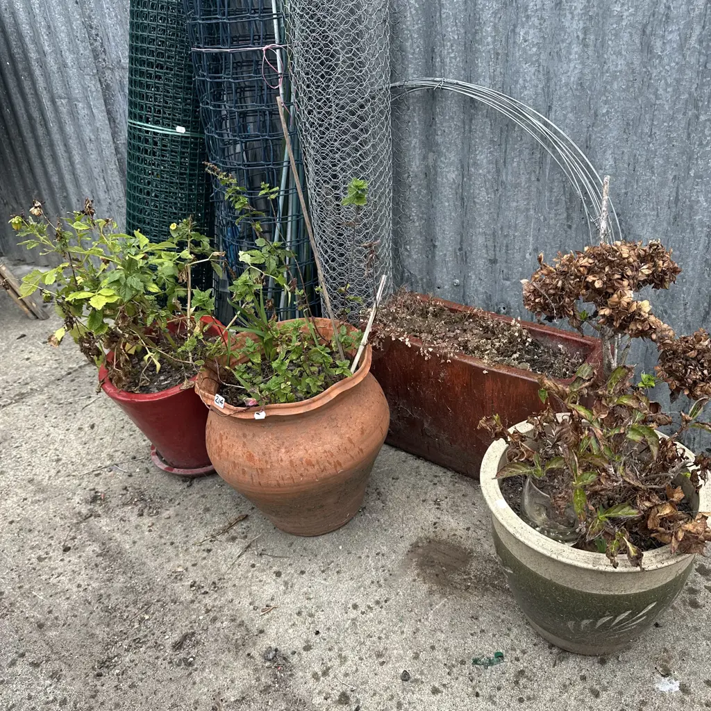 Rolls of netting and planters, stakes and pr cane chairs Image 1++