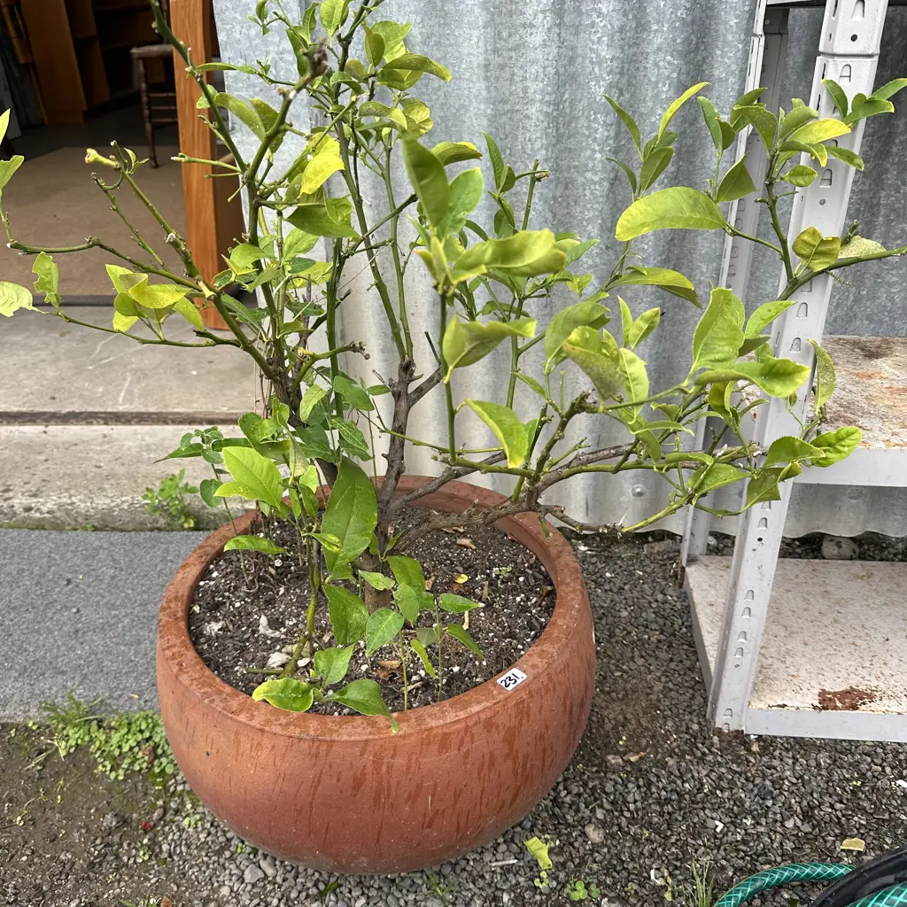 Lemon tree potted Image 1++
