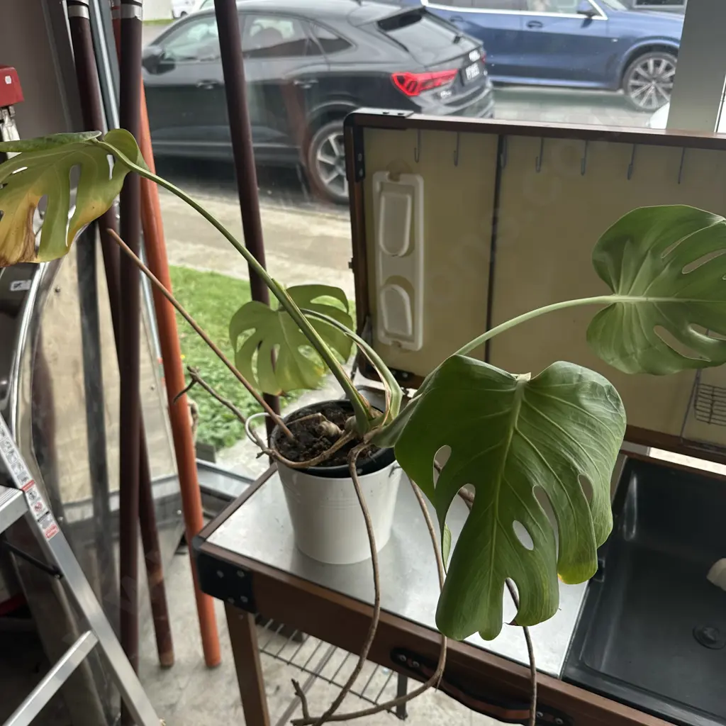 Potted plant Image 1++