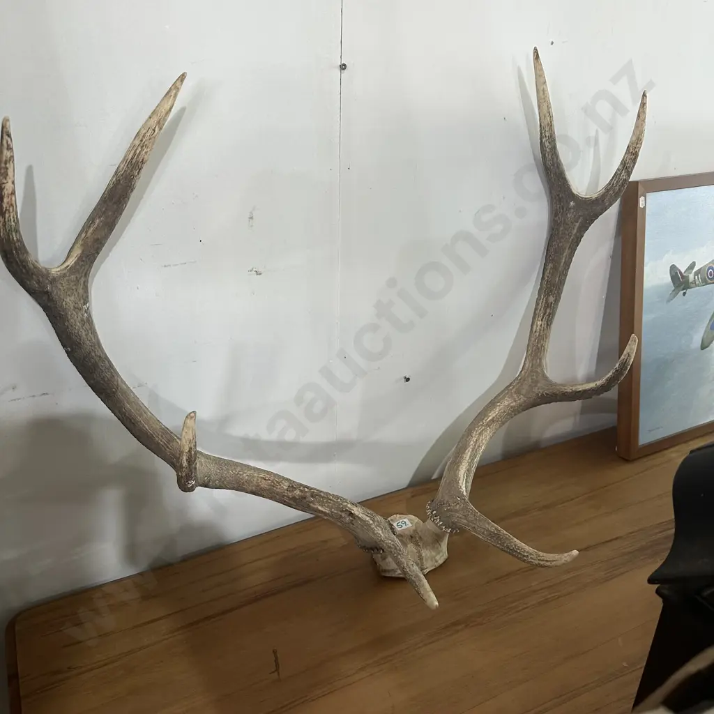 Antlers Image 1++