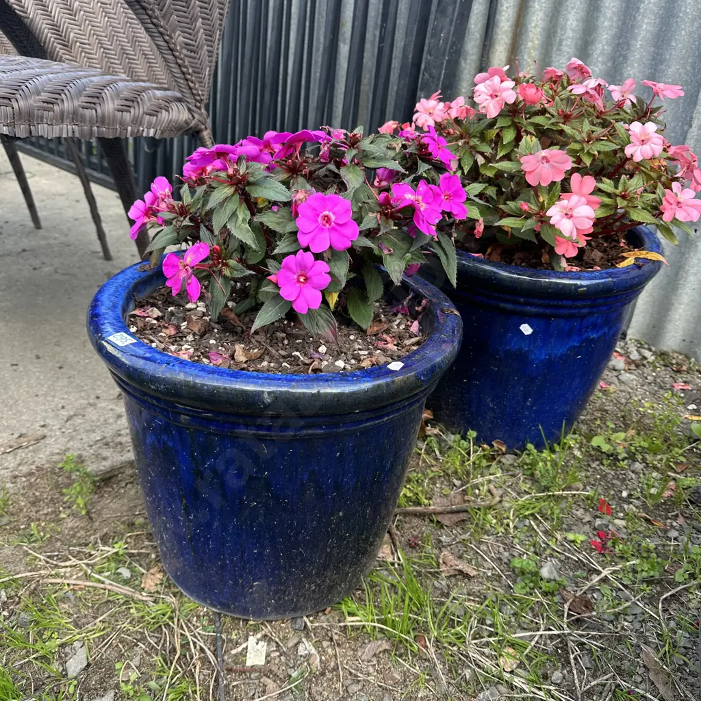 Pr of large pots and flowers Image 1++