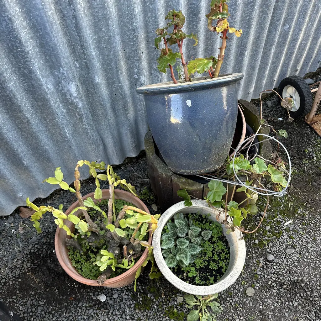 Planters Image 1++