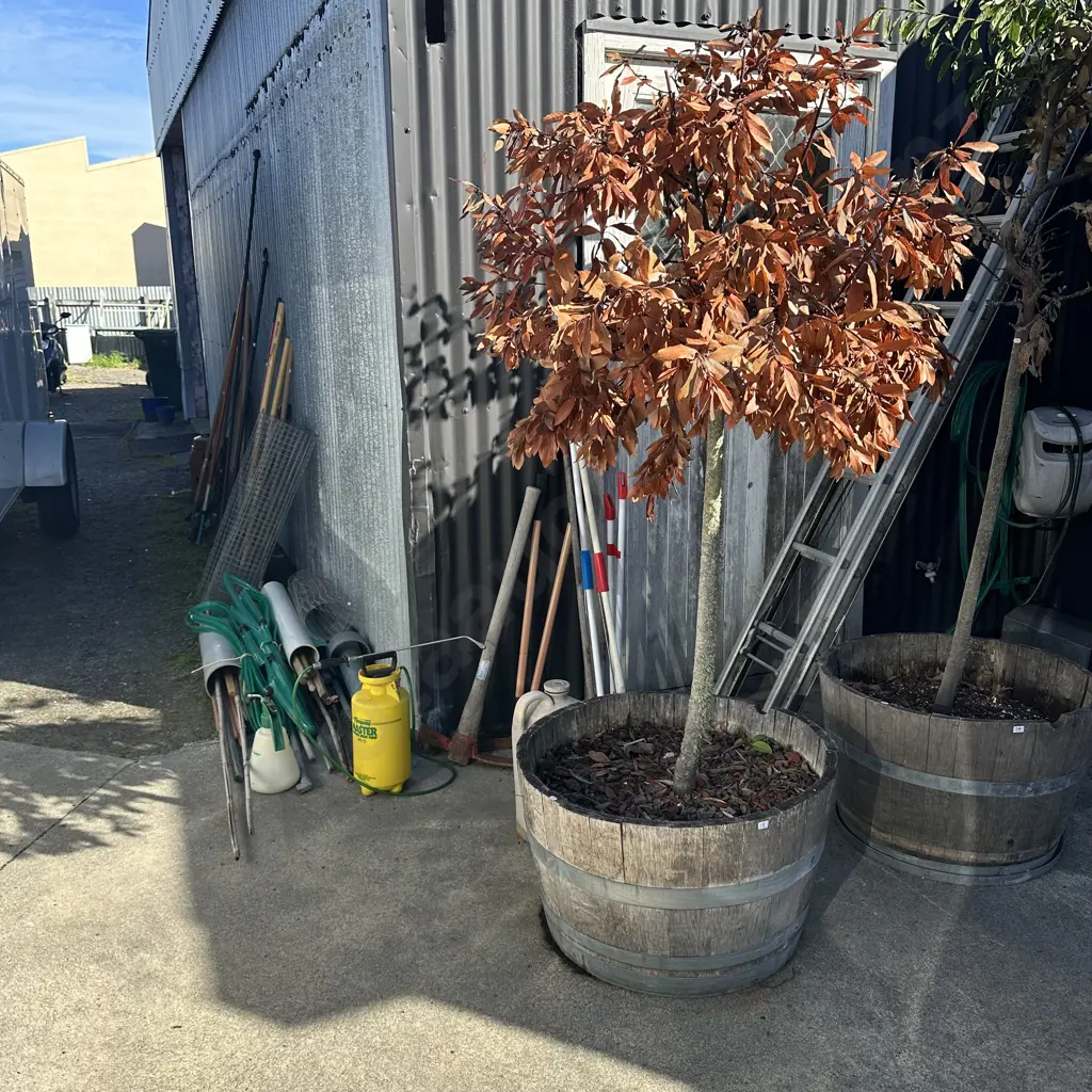 wine barrel tree Image 1++