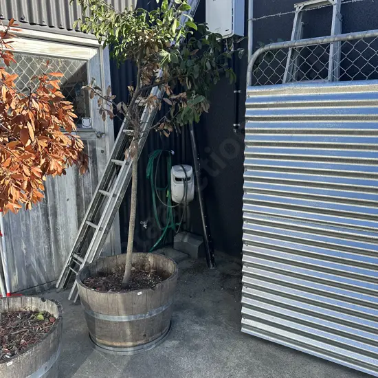 wine barrel tree