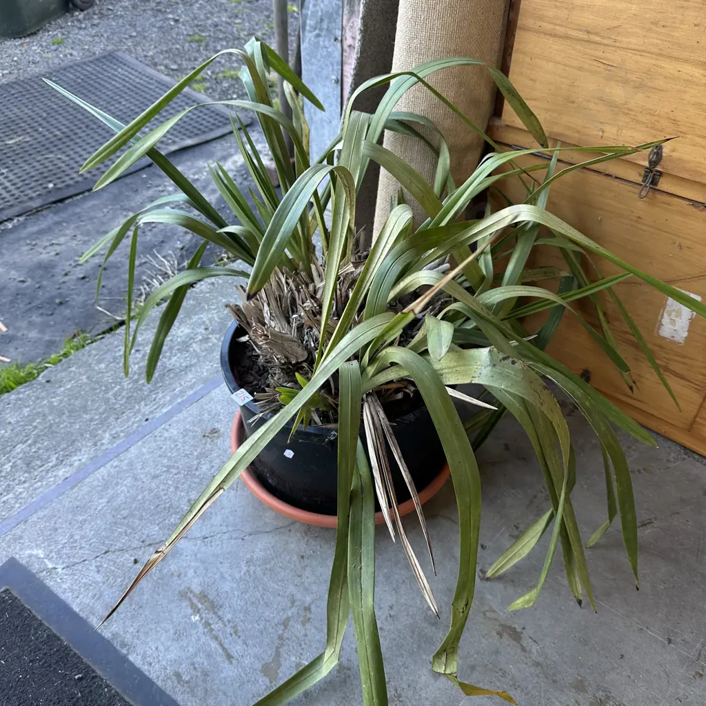 Orchid Image 1++