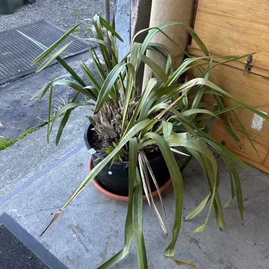 Orchid