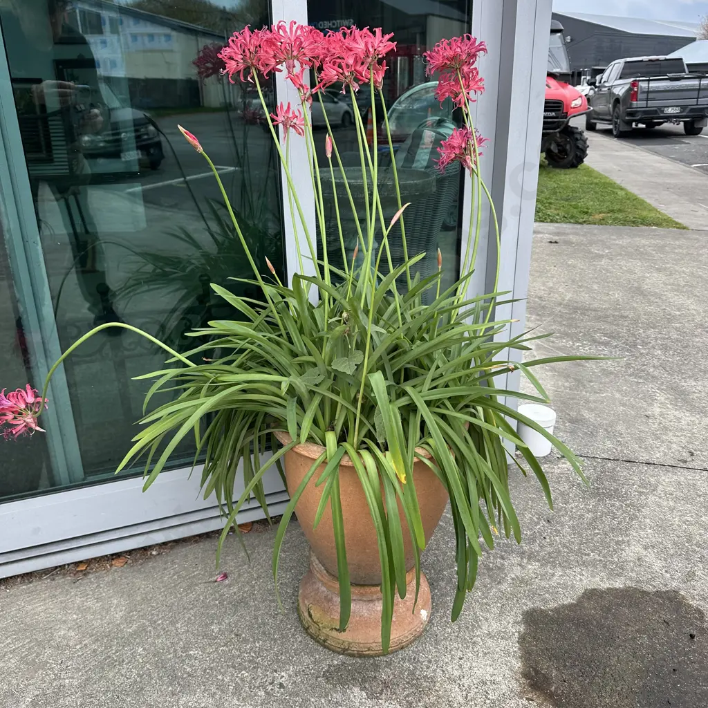 Planter on stand plus flowering agapanthus Image 1++