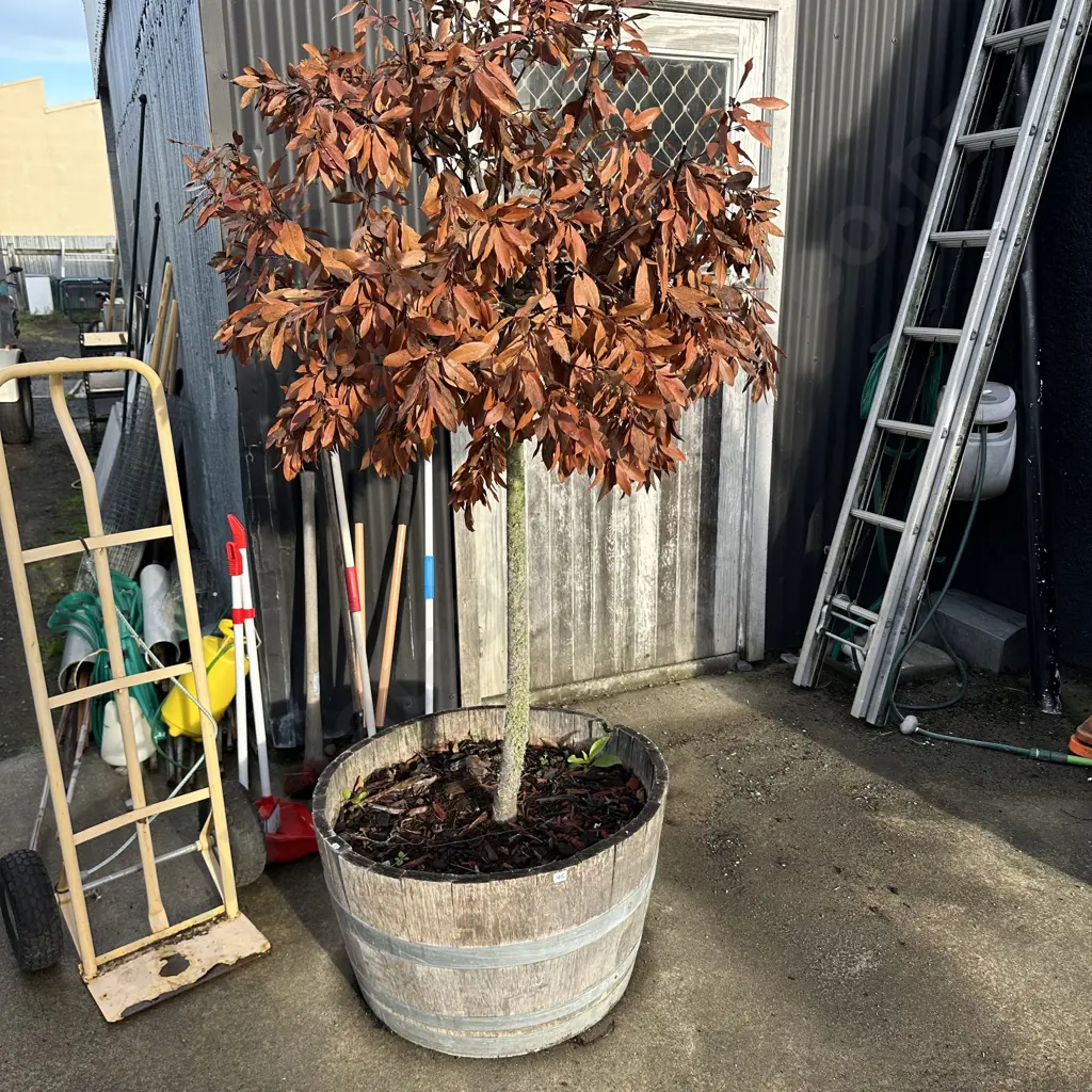 wine barrel tree - dead or alive ? Image 1++