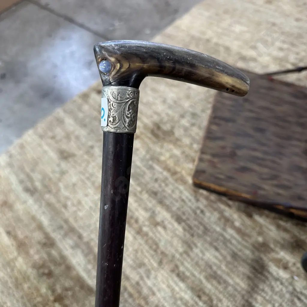 Walking stick Image 1++