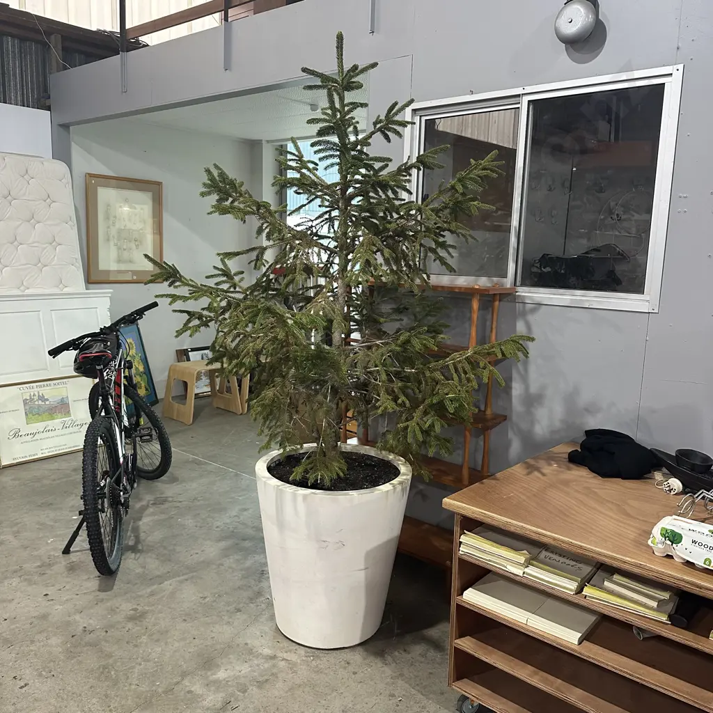 Potted Norfolk Pine Image 1++