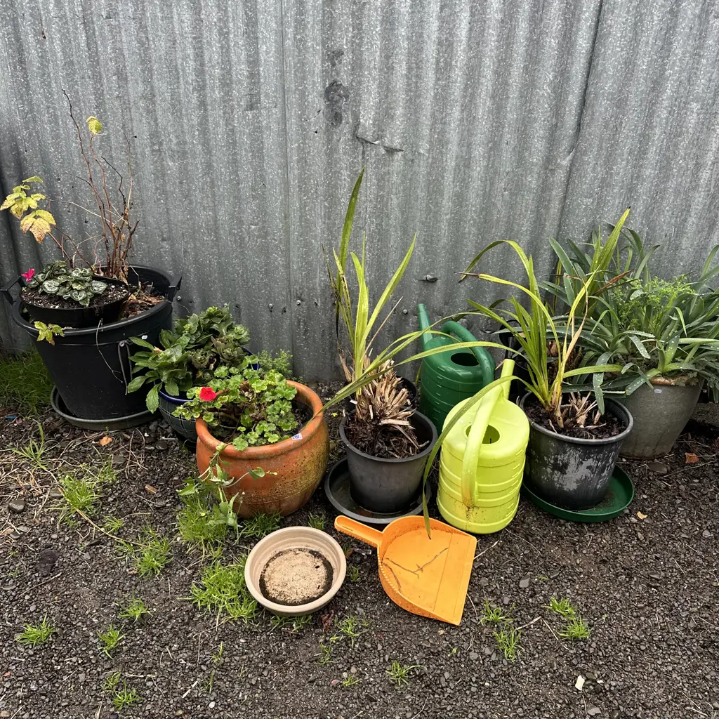 plants and pots inc Orchids Image 1++