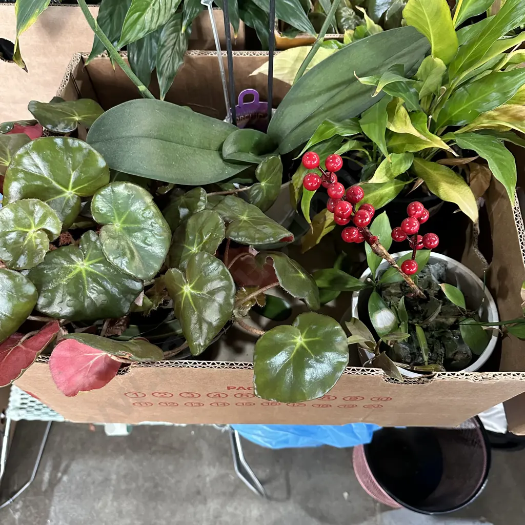 4 plants inc Orchid plus planter pots Image 1++