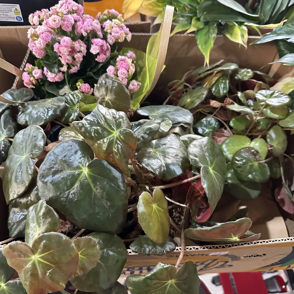 box of plants Image 1++