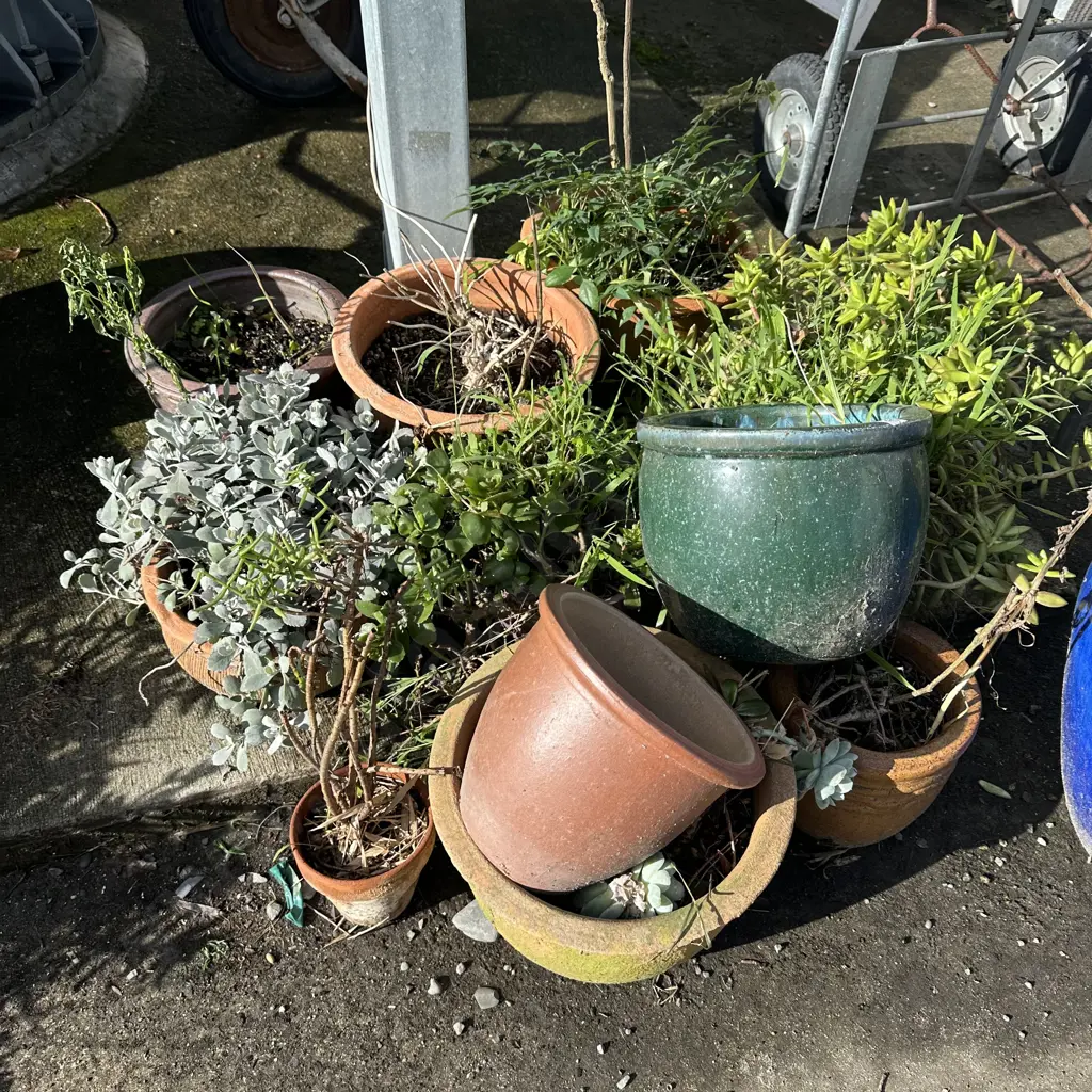 large lot planters and plants Image 1++