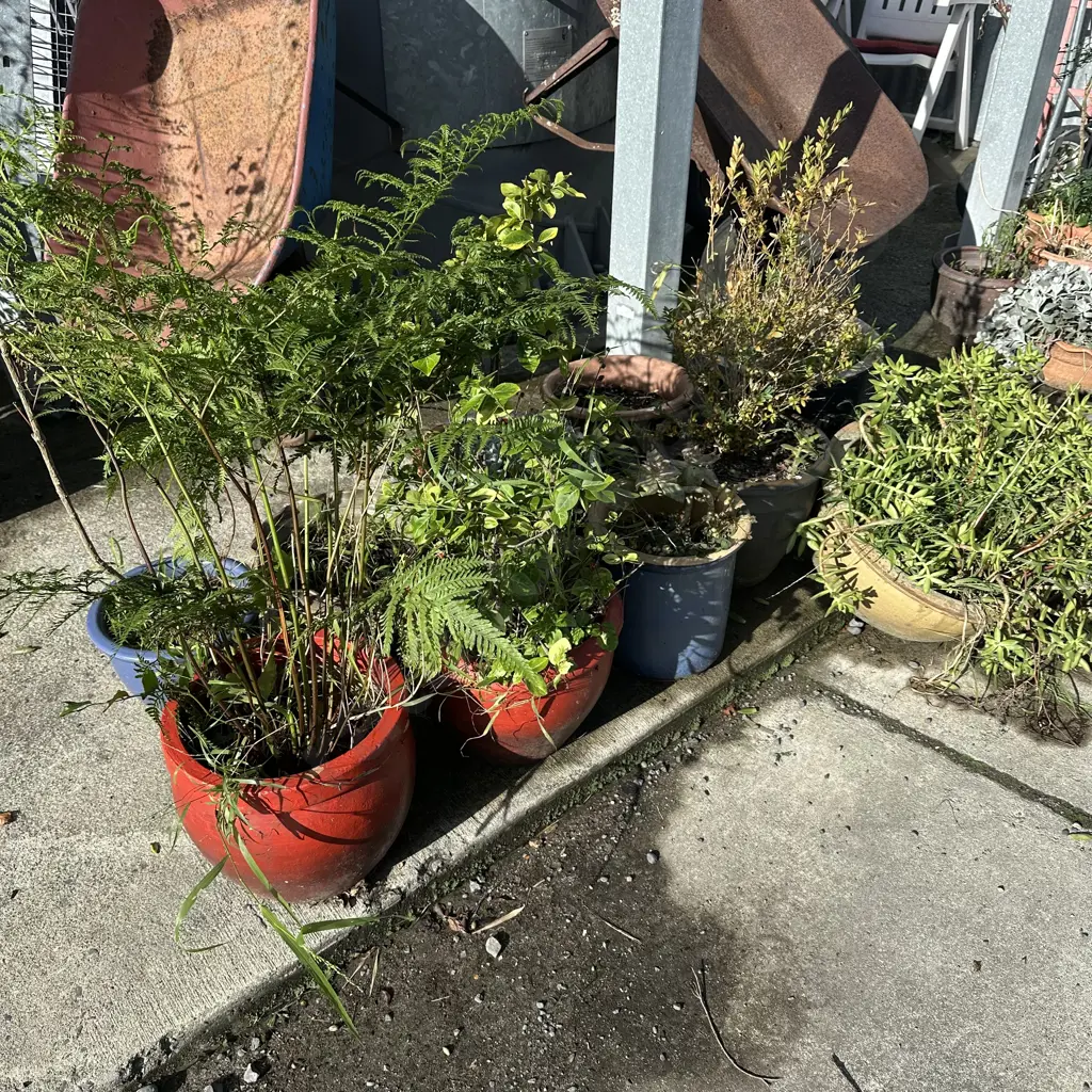 large lot plants and planters Image 1++