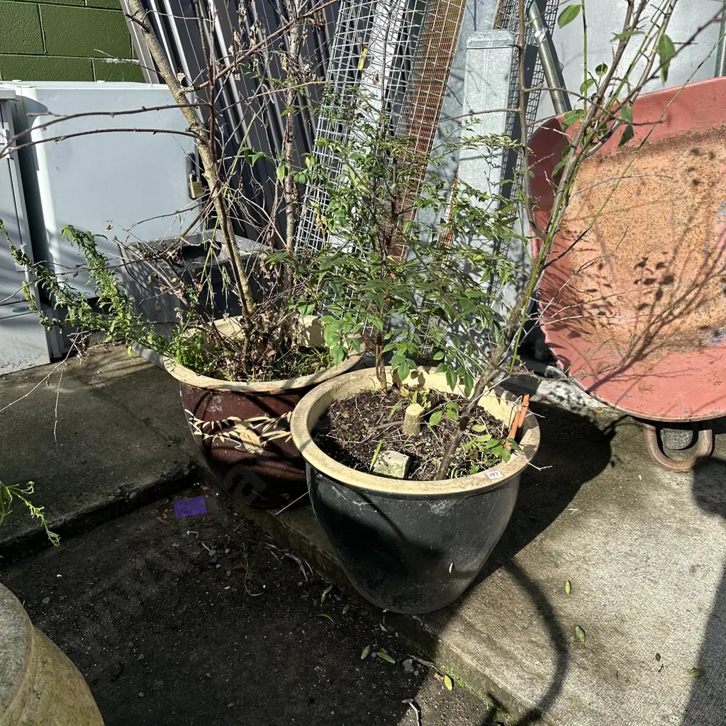2 large planters and contents Image 1++