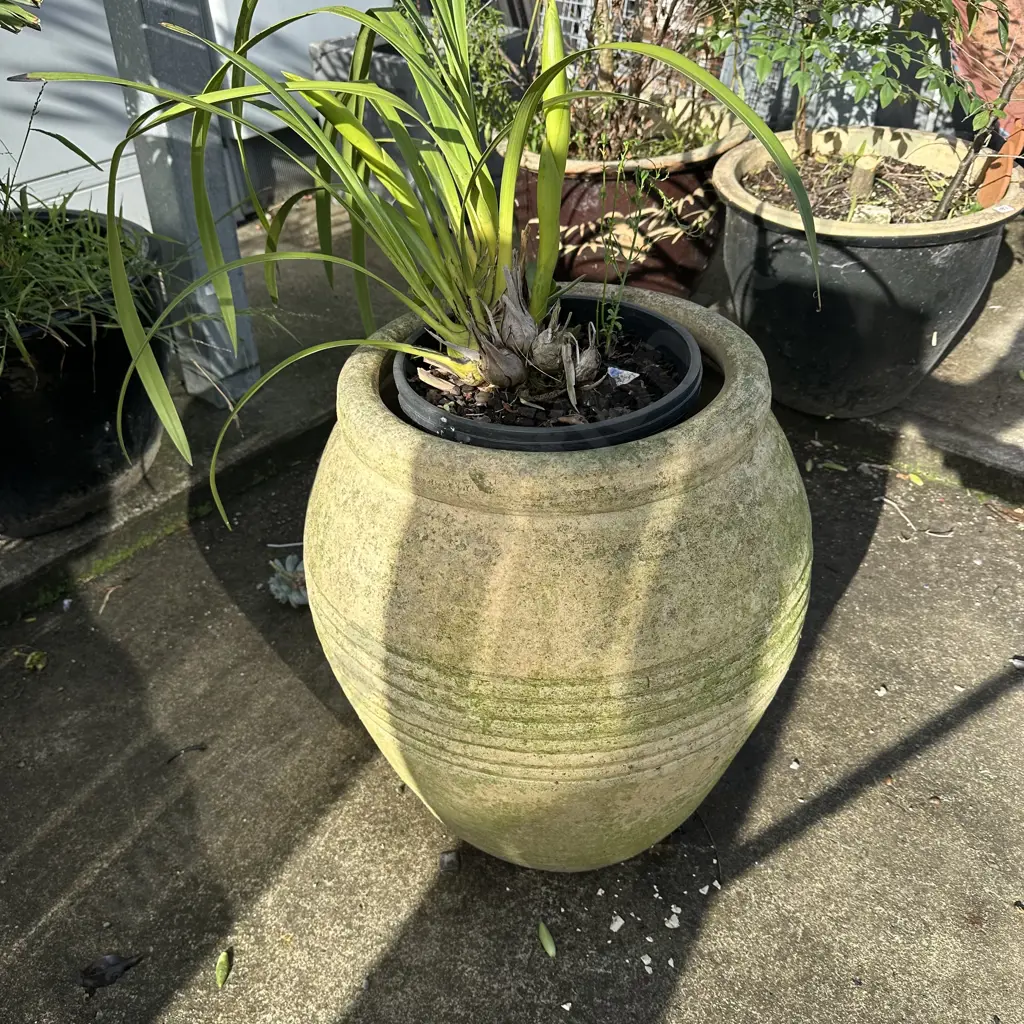 large terracotta planter plus plant Image 1++