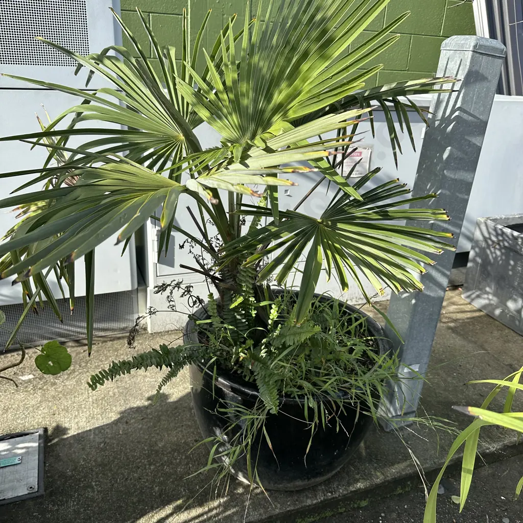 large black planter and palm Image 1++