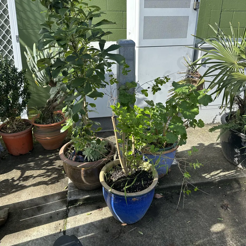 3 planters and plants Image 1++