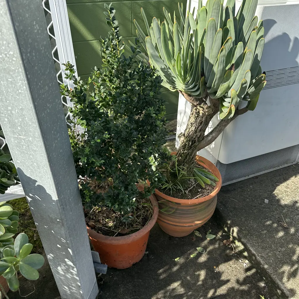 2 potted plants Image 1++