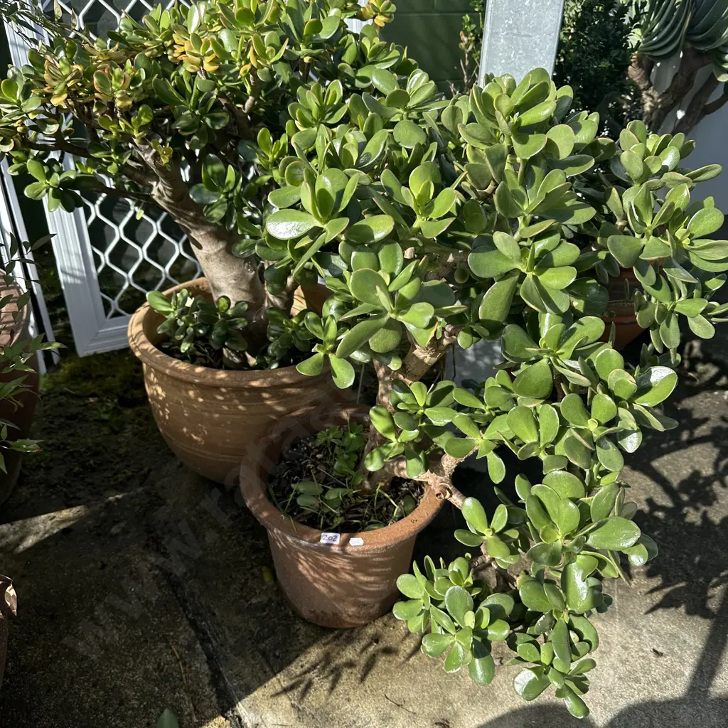 2 potted money trees Image 1++