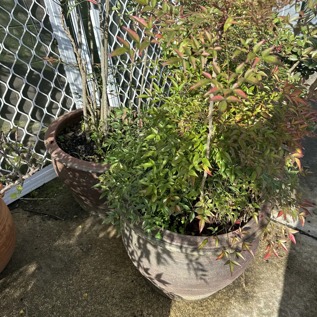 pr large potted plants Image 1++