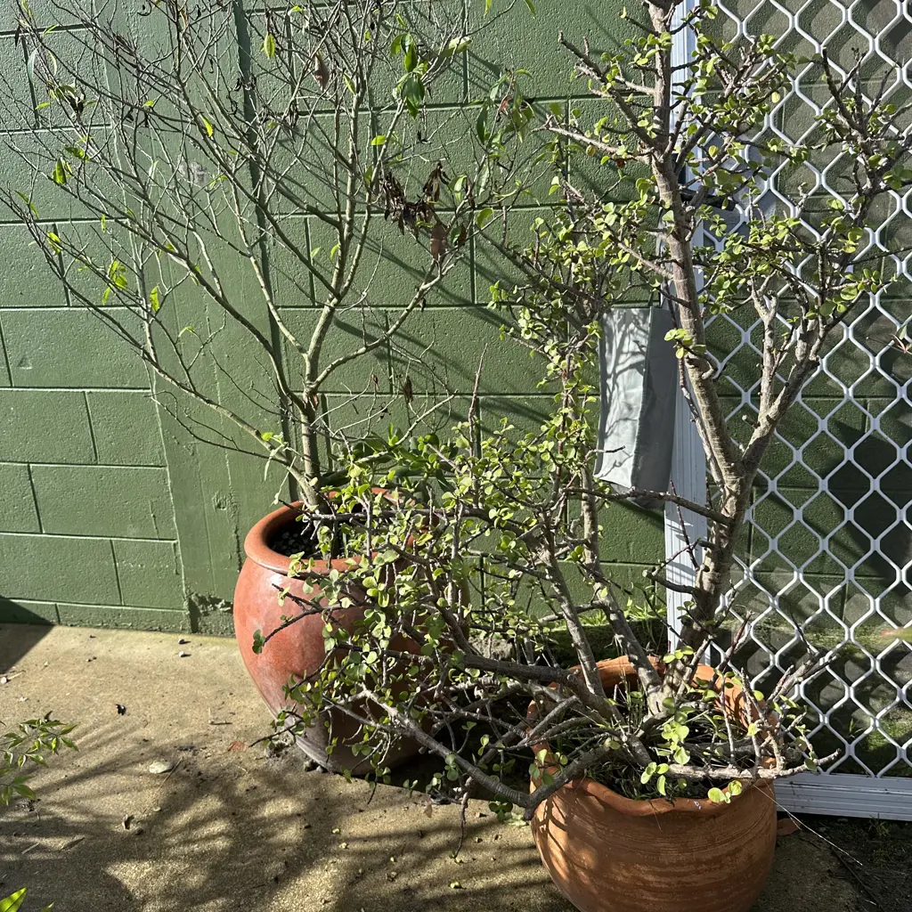 2 large potted plants Image 1++