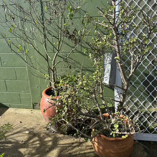 2 large potted plants