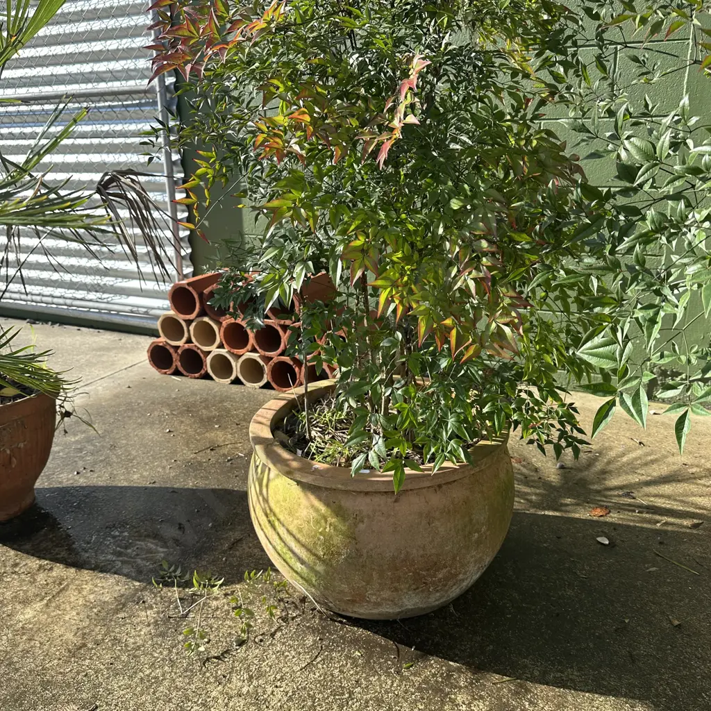 large terracotta planter and plant Image 1++