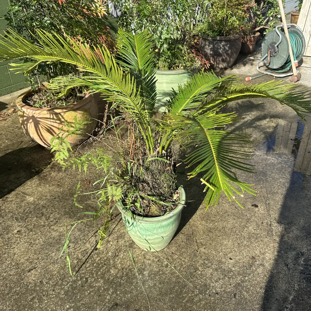 Rare potted palm Image 1++