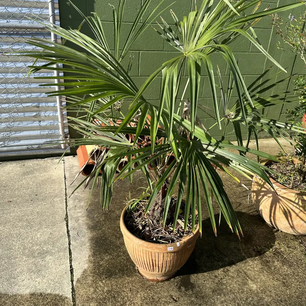 potted palm Image 1++
