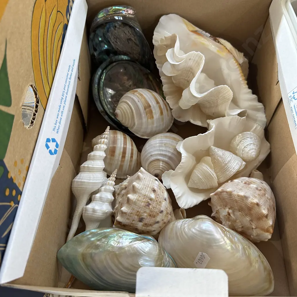 Shells Image 1++