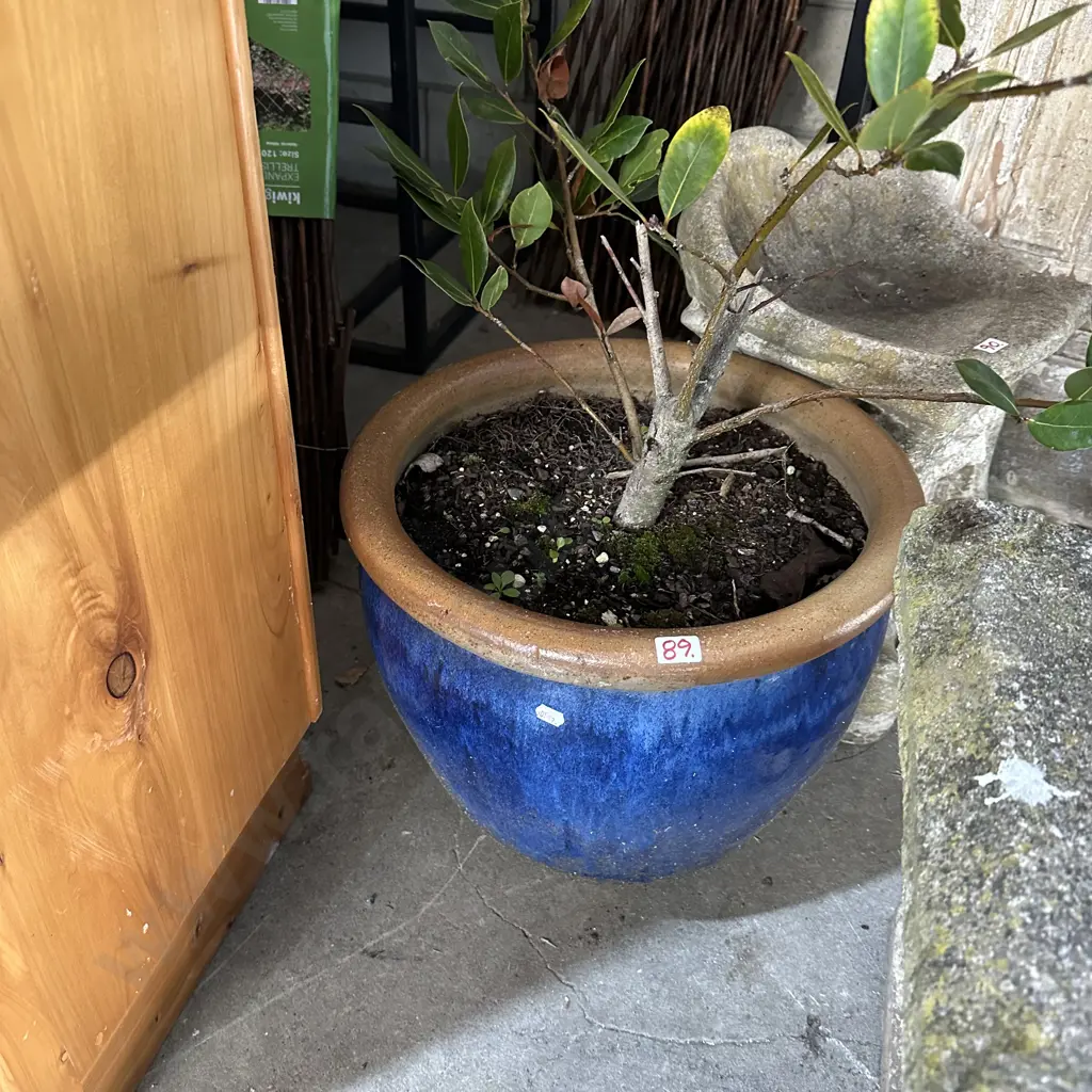Large blue pot and plant Image 1++