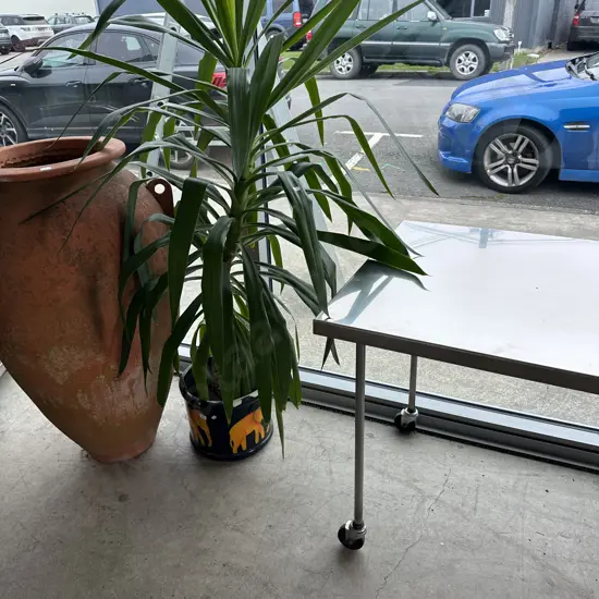 Potted plant