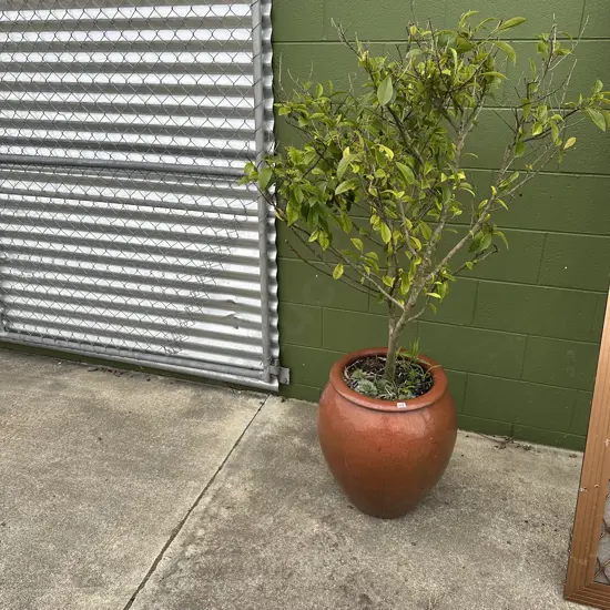 large potted plant