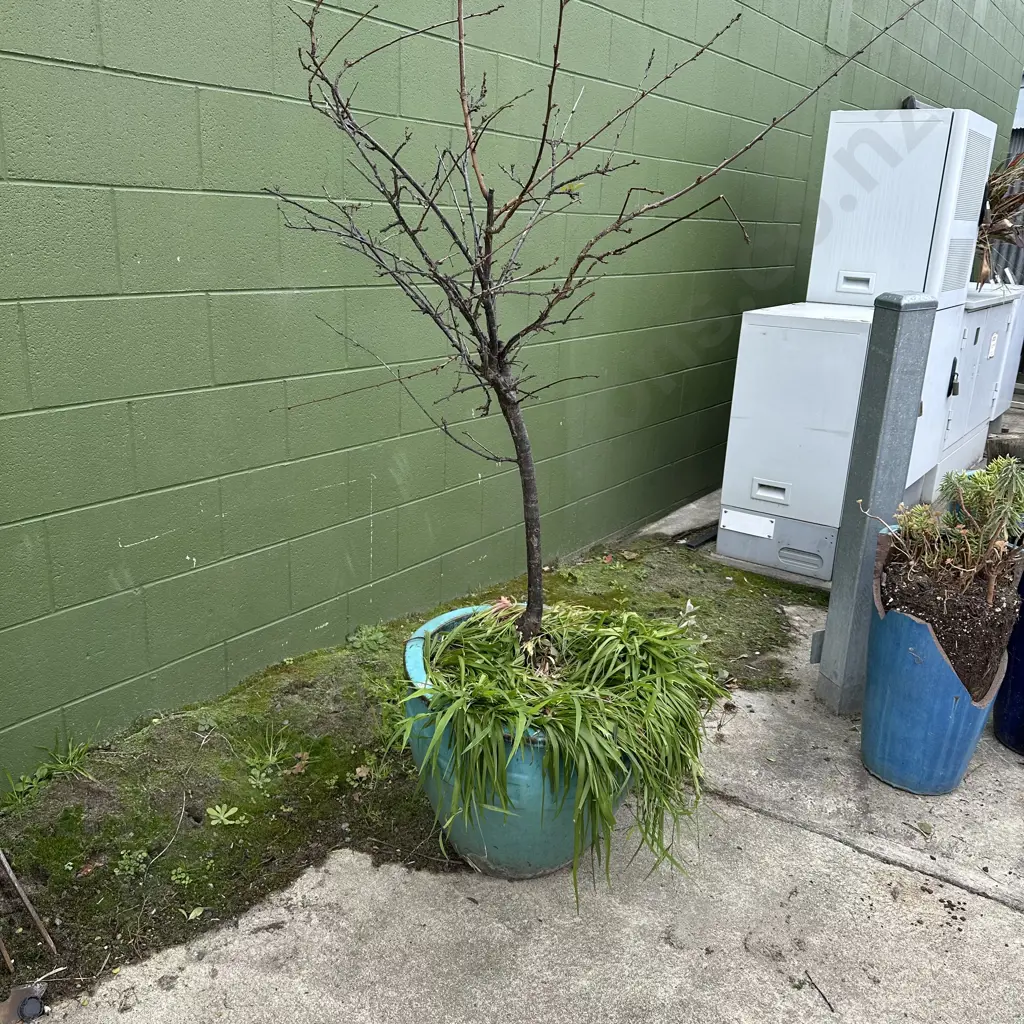 large potted tree Image 1++