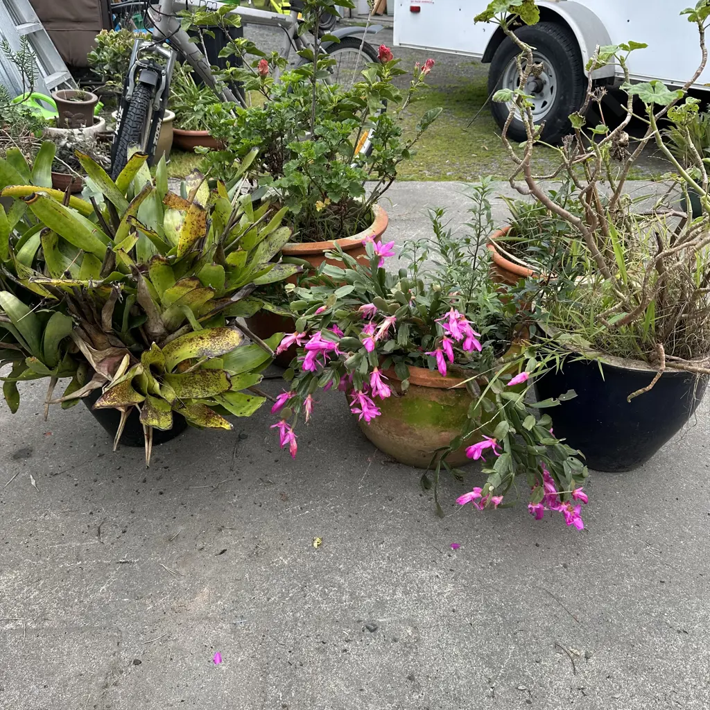 5 large potted plants Image 1++