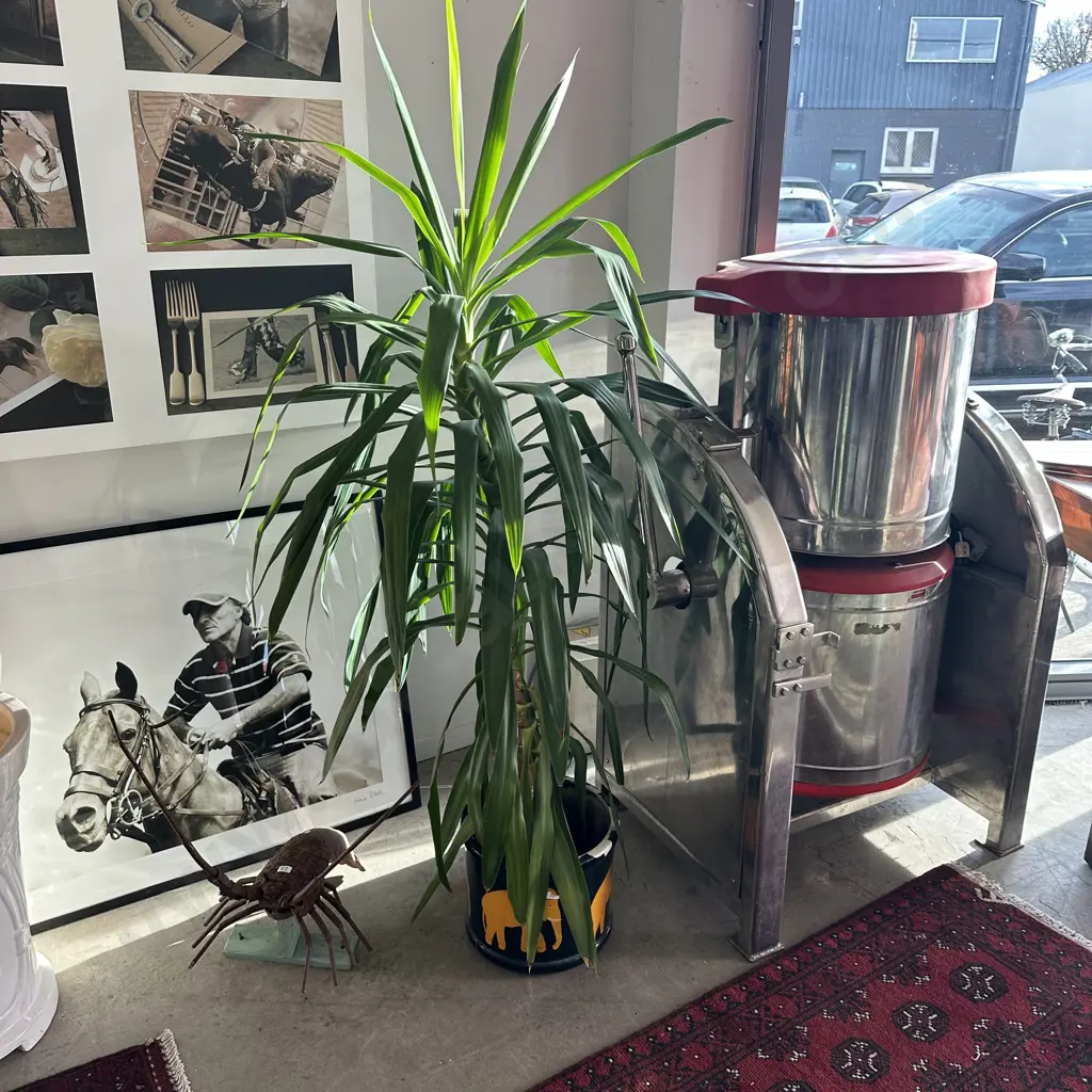 Potted plant Image 1++