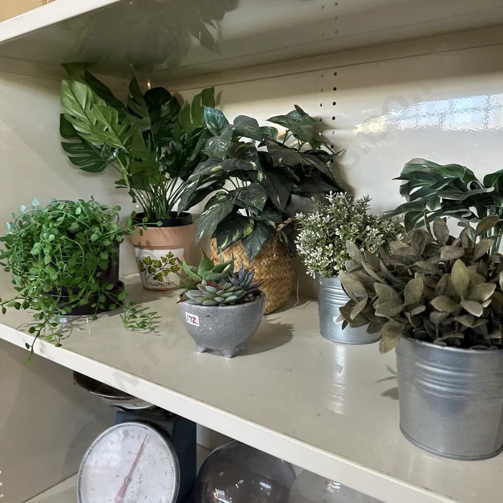 shelf plants Image 1++