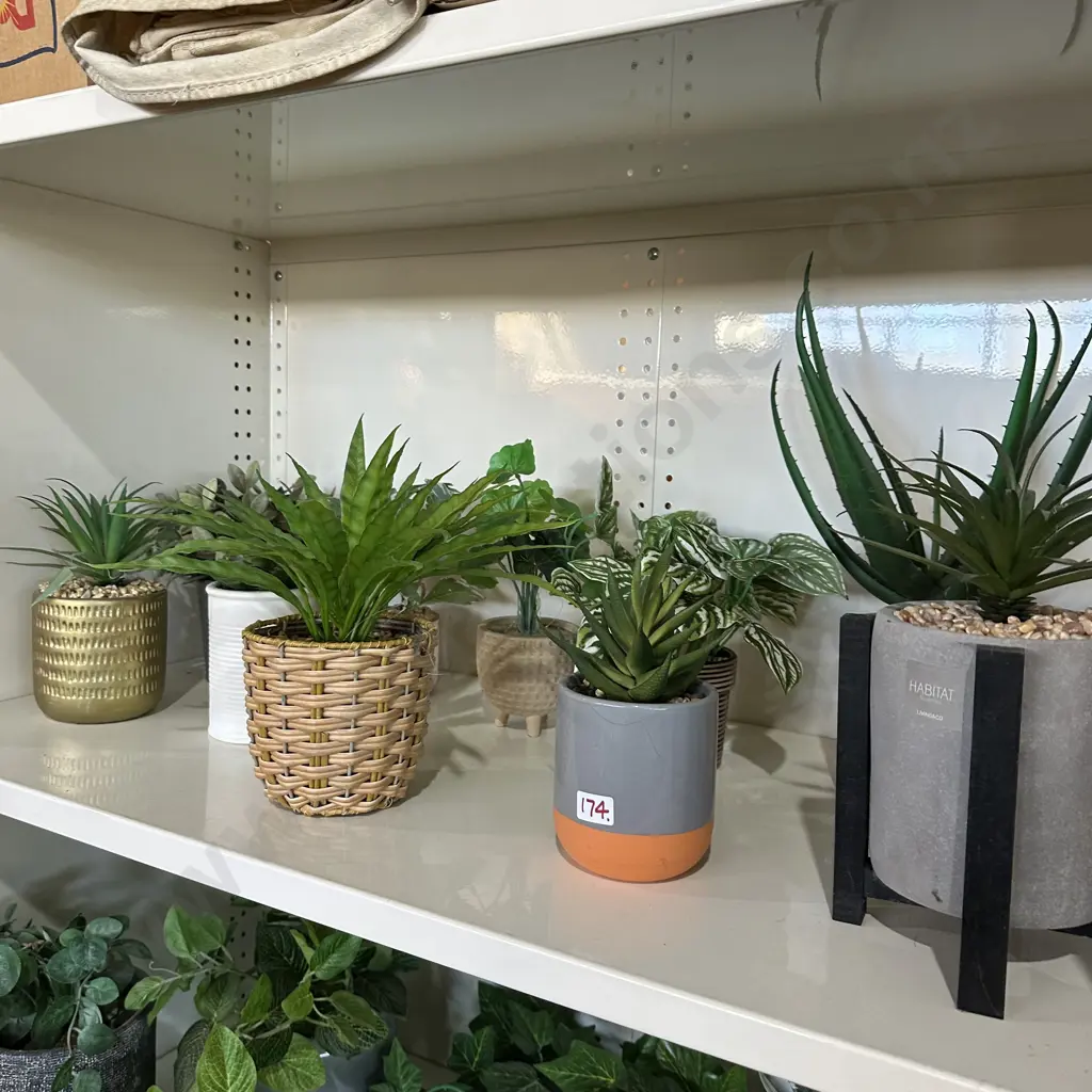 shelf plants Image 1++
