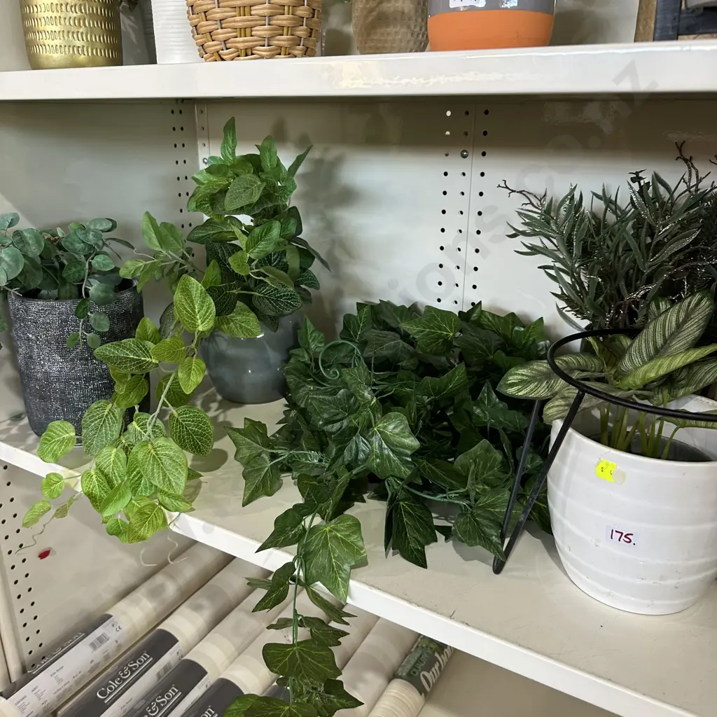 shelf plants Image 1++