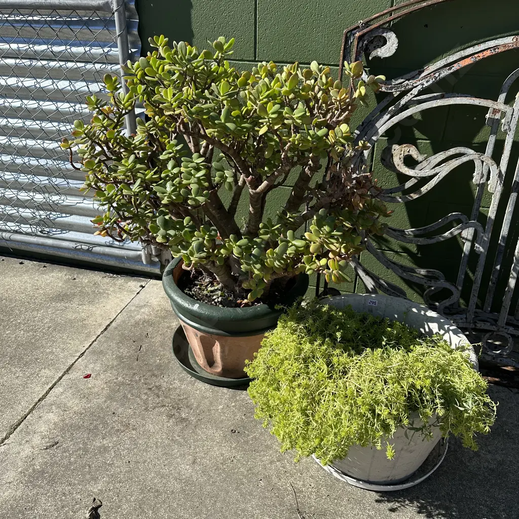 money tree plus other potted plant Image 1++