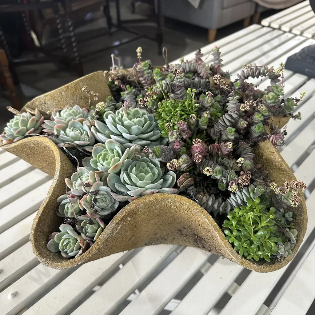 Willy Guhl planter (47cm) plus succulents Image 1++