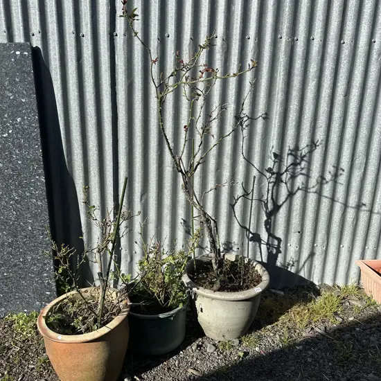 3 x roses