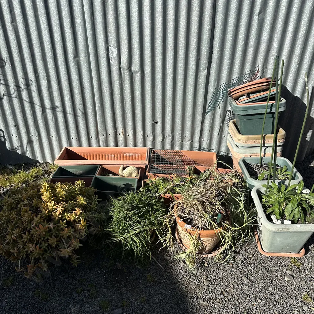 large lot inc 3 potted succulents plus many plastic planters Image 1++