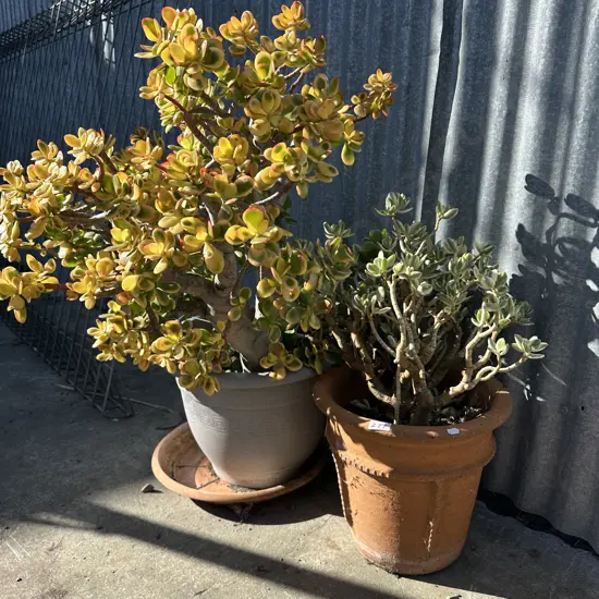 2 money trees